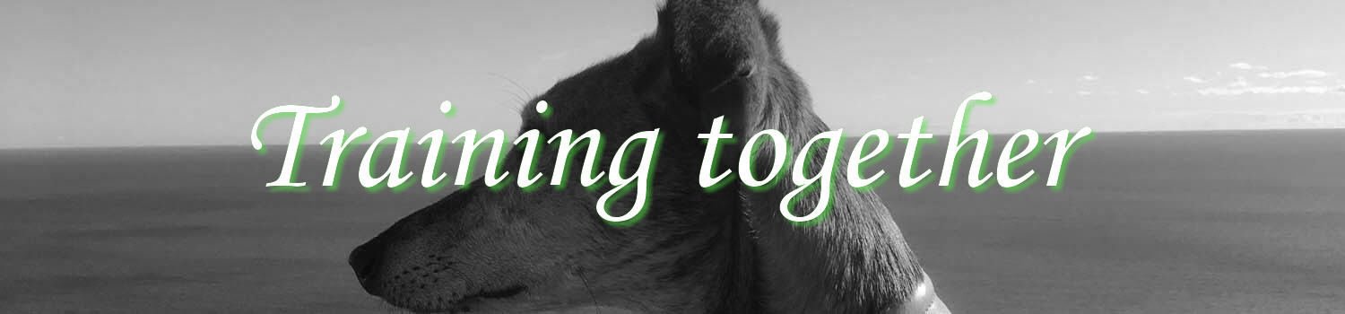 Sid Valley Dog Training Training