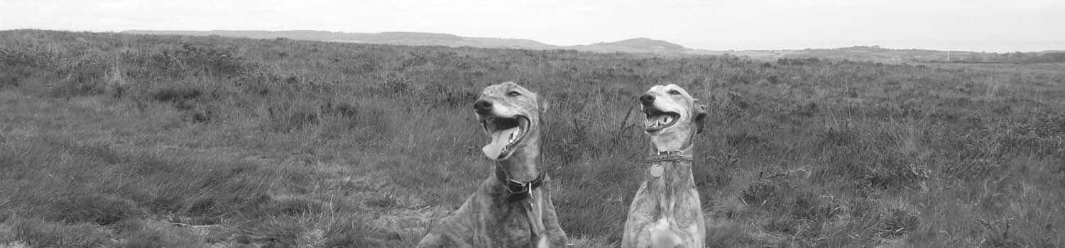 Sid Valley Dog Training