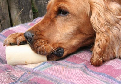 Sid Valley Dog Training