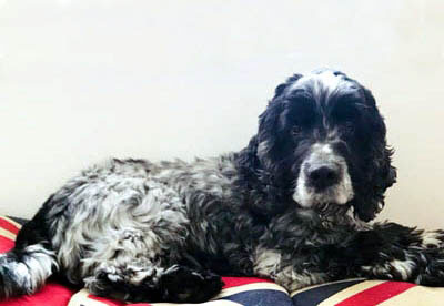 Blue roan cocker spaniel